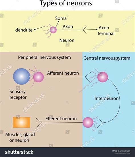 Types Neurons Terms Their Functions Afferent Stock Vector (Royalty Free) 2113283219