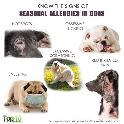 Know the signs of seasonal allergies in dogs – Artofit