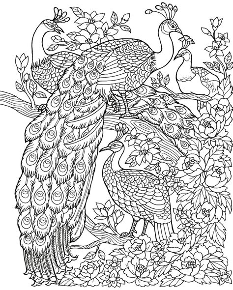 Freebie Friday Peacock Adult Coloring Book TY Page