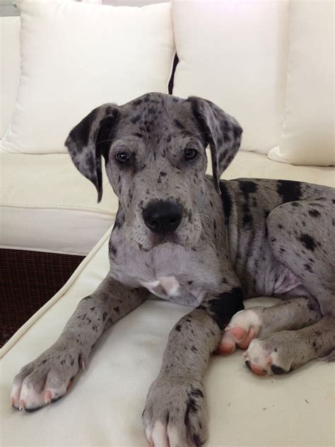 Great Dane Mix Puppies Mn : lab great dane mix puppies for sale | Zoe Fans Blog | Cute ...