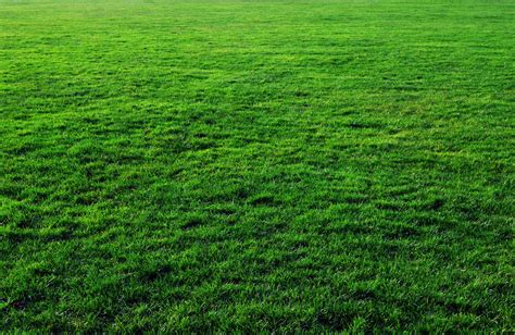 thick free grass texture or green lawn background photo image | www.myfreetextures.com | Free ...