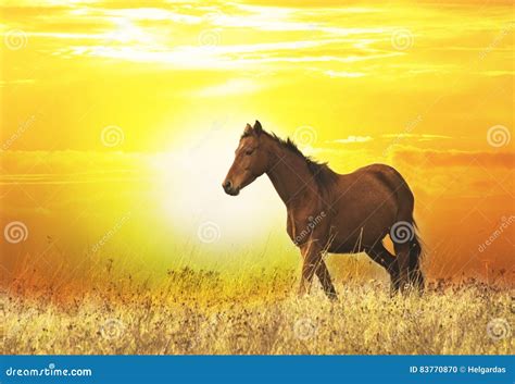 Beautiful Wild Horse at Sunset Stock Photo - Image of animal, background: 83770870