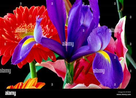 Purple Spanish iris Stock Photo - Alamy