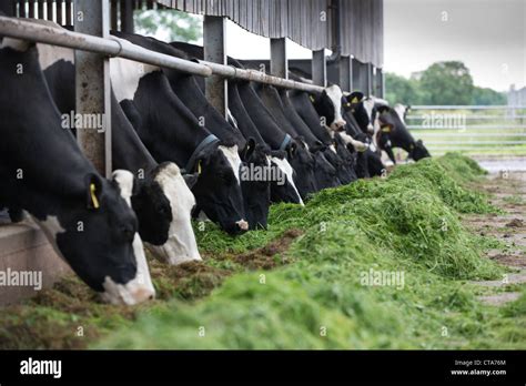 Dairy cows eating silage Stock Photo - Alamy