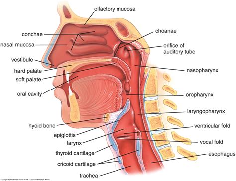 Diagram Of The Nasal Cavity