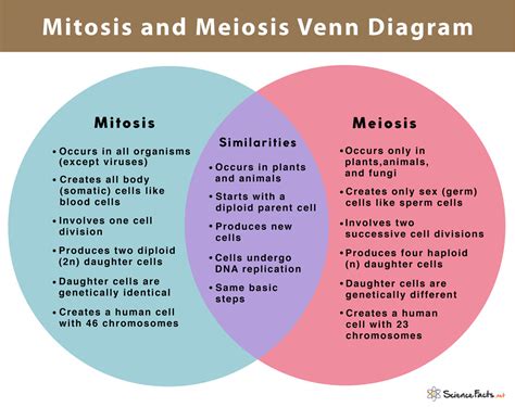 Meiosis Vs Mitosis Venn Diagram