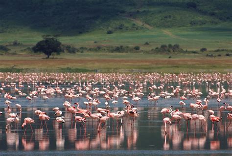 Ngorongoro Crater Safari Experts - Tanzania