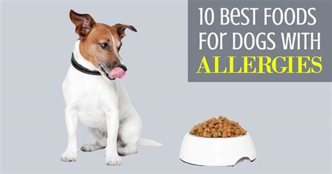 10 Best Foods For Dogs With Allergies - Dog Endorsed