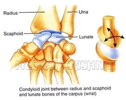 Condyloid Joint - Brittney's Anatomy Website