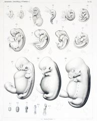 Pig Development - Embryology