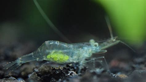 Ghost Shrimp Care, Food, Lifespan, Habitat - Video