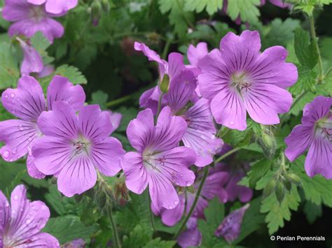 Geranium ‘Sirak’ – Penlan Perennials Nursery