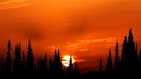 2048x1152 Sunset Orange Forest 4k Wallpaper,2048x1152 Resolution HD 4k Wallpapers,Images ...