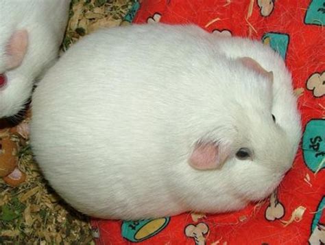 How Fat Should a Guinea Pig Be? | HubPages