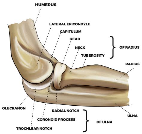 Olecranon fracture causes, symptoms, diagnosis, treatment & prognosis