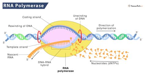 Rna Polymerase Structure And Function