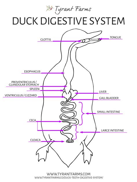 Do ducks have teeth? Find out how duck lamellae and digestion work! - Tyrant Farms