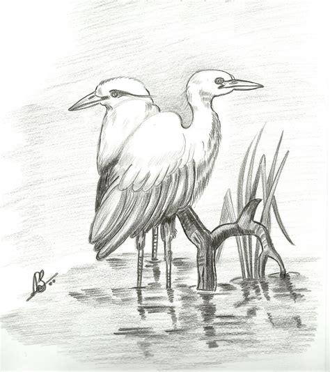 VarnaVismayam.: Few Pencil Drawings of Birds..