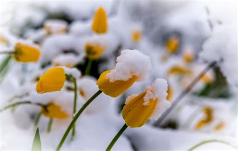 plants, Winter, Flowers, Snow Wallpapers HD / Desktop and Mobile Backgrounds