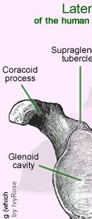 Infraglenoid tubercle