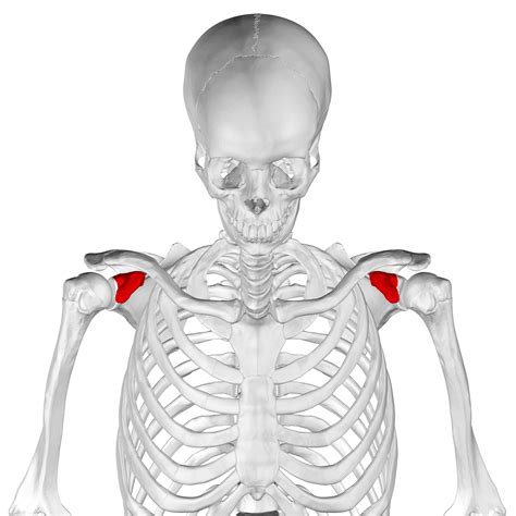 Imagini Pentru Scapula Coracoid Process Scapula Upper Limb Anatomy | The Best Porn Website