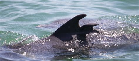 12 Different Dolphin Dorsal Fins - Clearwater Marine Aquarium