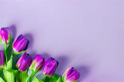 HD wallpaper: purple, flowers, background, tulips | Wallpaper Flare