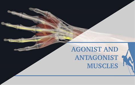 Quick Beta - Agonist and Antagonist Muscles - The Climbing Doctor