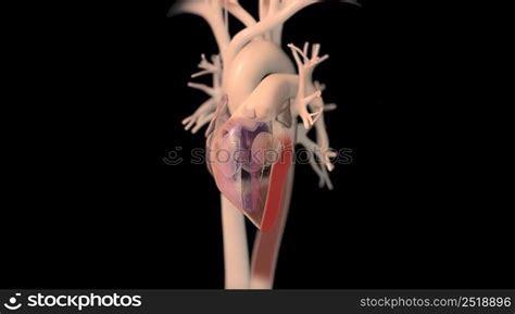 Human heart, realistic anatomy 3D illustration. Human heart, realistic anatomy — Stockphotos.com