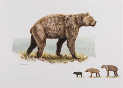 Giant Short Faced Bear - Bering Land Bridge National Preserve (U.S. National Park Service)