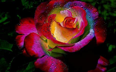 Rainbow Roses Wallpaper