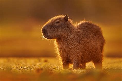 3,607 Capybara Aquatic Images, Stock Photos, 3D objects, & Vectors | Shutterstock