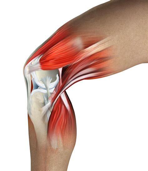 Diagram Of Left Knee Ligaments And Tendons