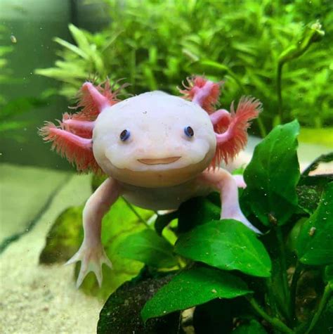 Baby Axolotl Care: Tank Set-Up, Feed & Health Issues