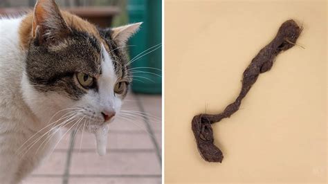 10 Effective Hairball Fixes That Can Help A Cat