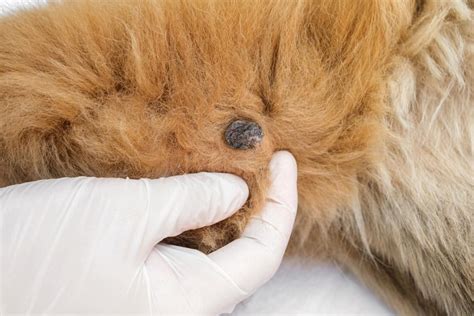 13 Pictures of Dog Tumors, Cysts, Lumps & Warts