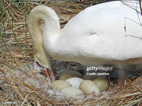 Egg Incubation Photos and Premium High Res Pictures - Getty Images