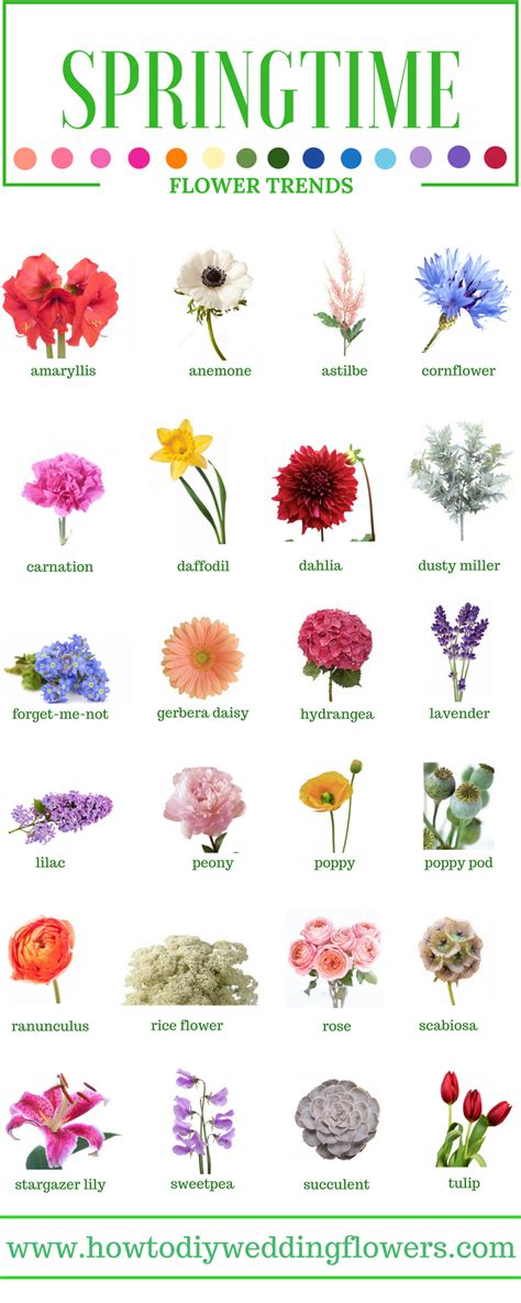 Spring Flower Names And Pictures