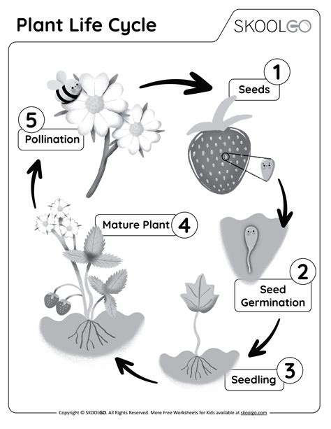 Life Cycle Of A Sunflower Worksheet Free Pdf - Infoupdate.org