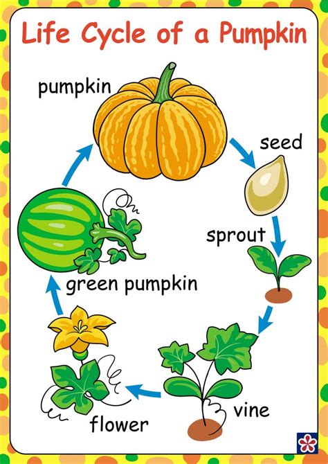 Printable Life Cycle Of A Pumpkin