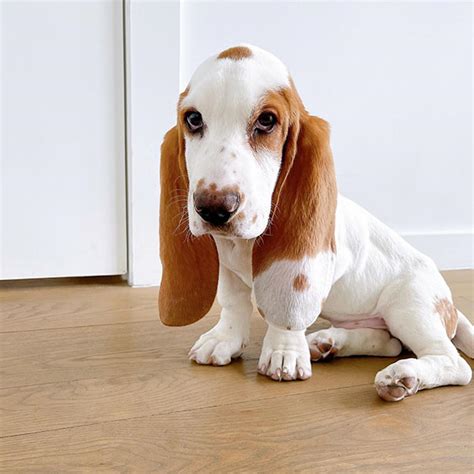 Available Basset Puppies For Rehomging/Adoption | Affectionate Basset Hounds