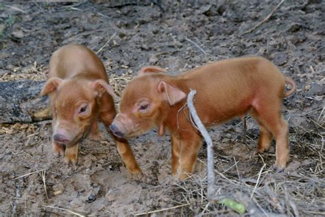 Red Wattle piglets | Pig breeds, Pet pigs, Domestic pig