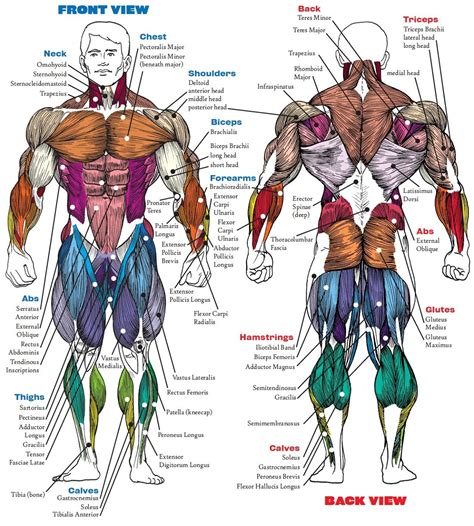 Human Body Muscles Diagram Labeled