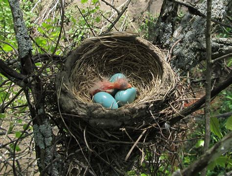 Smithsonian Insider – Bird nests: Variety is Key for the world’s avian Architects | Smithsonian ...