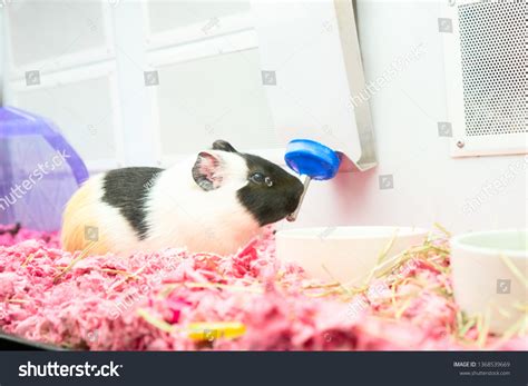 96 Guinea Pig Drinking Water Images, Stock Photos & Vectors | Shutterstock