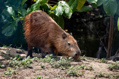 Premium Photo | Capybara in its natural habitat