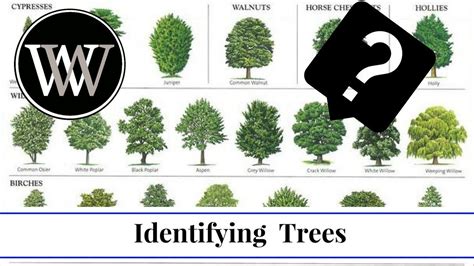 Tree Identification: How To Identify Different Types Of, 47% OFF