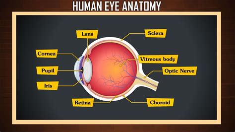 Structure Of Human Eye - Human Sense Organs - The Five Senses - A comprehensive guide to human ...