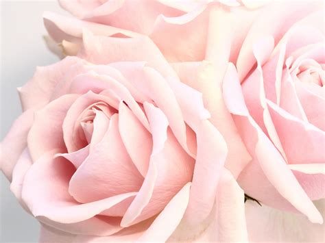 Delicate blossoming pale pink roses on white background · Free Stock Photo