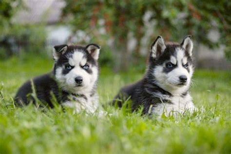 Siberian Husky Breed: Characteristics, Care & Photos | BeChewy